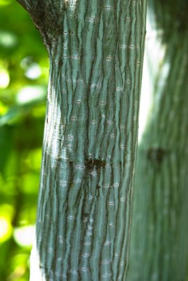 Acer davidii ssp. Grosseri - javor Davidův hrubý - kůra